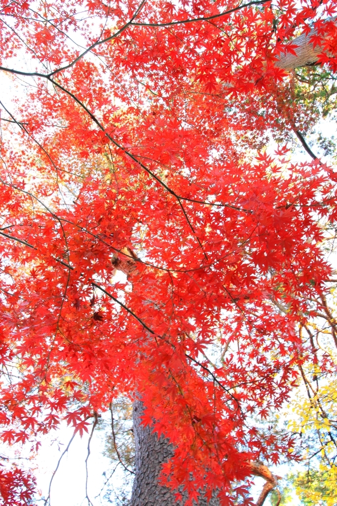 f:id:mhkj2:20181206195743j:plain f:id:mhkj2:20181206195743j:plain