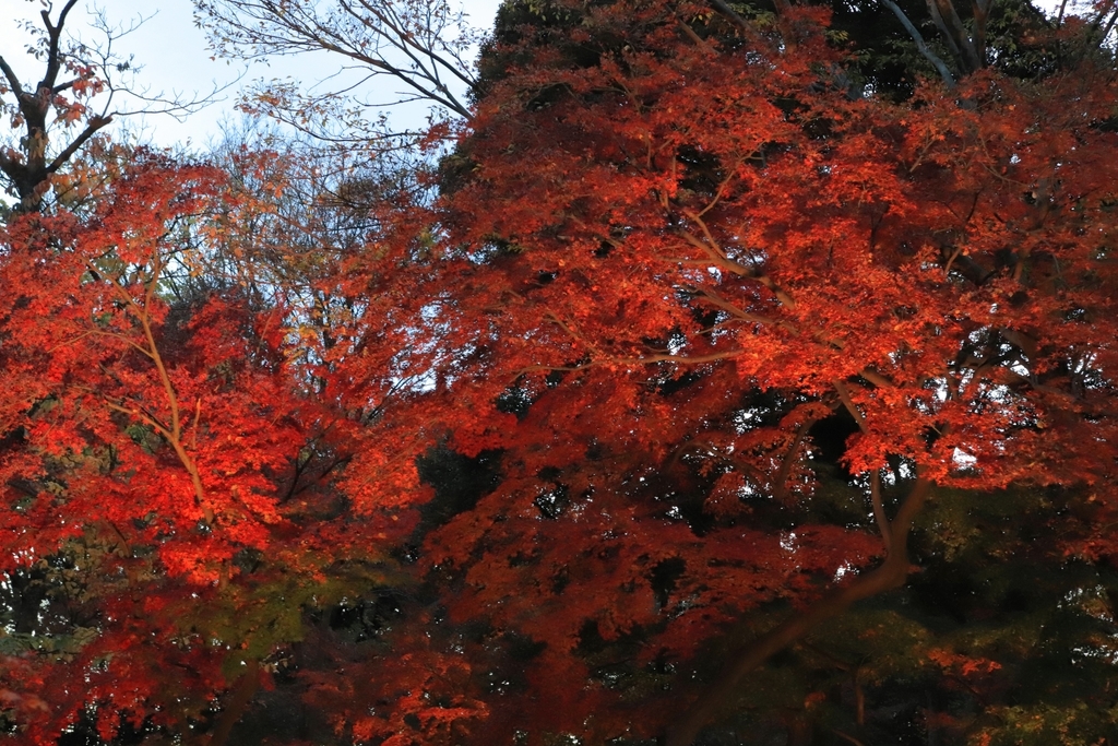 f:id:mhkj2:20181206195935j:plain f:id:mhkj2:20181206195935j:plain