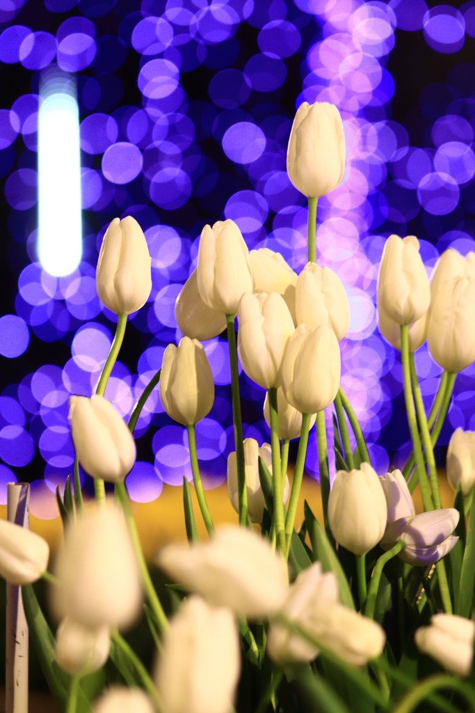 f:id:mhkj2:20190108195101j:plain f:id:mhkj2:20190108195101j:plain
