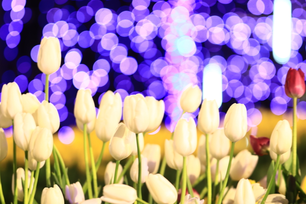 f:id:mhkj2:20190108195118j:plain f:id:mhkj2:20190108195118j:plain