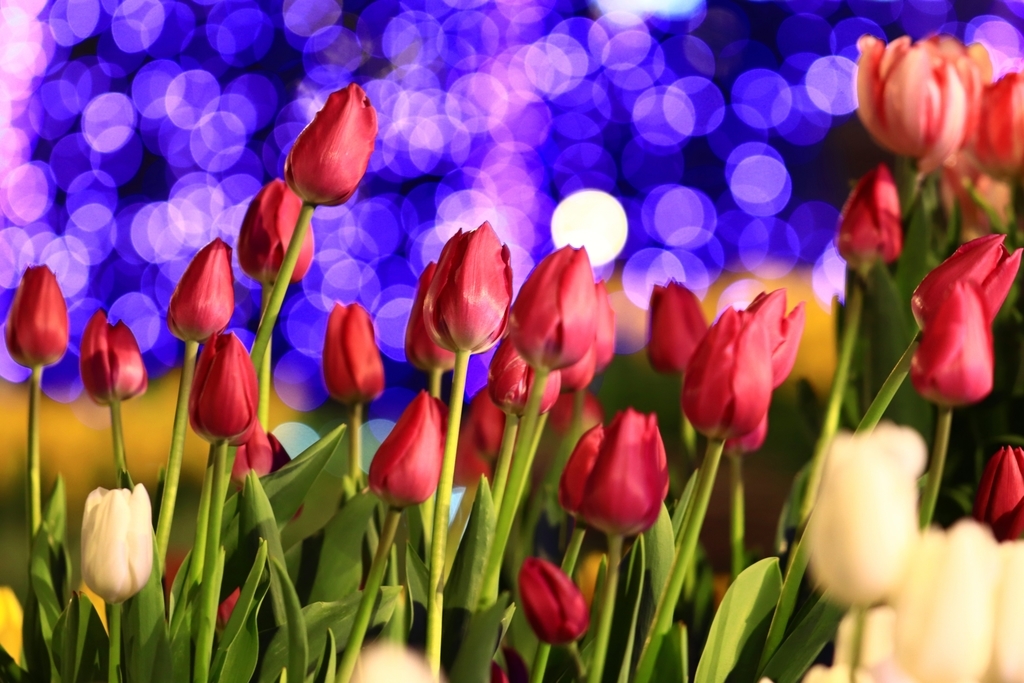 f:id:mhkj2:20190111214226j:plain f:id:mhkj2:20190111214226j:plain