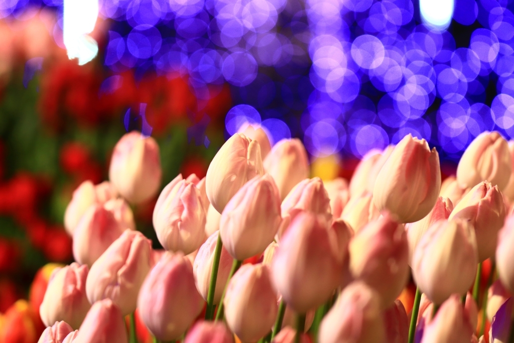 f:id:mhkj2:20190111214250j:plain f:id:mhkj2:20190111214250j:plain