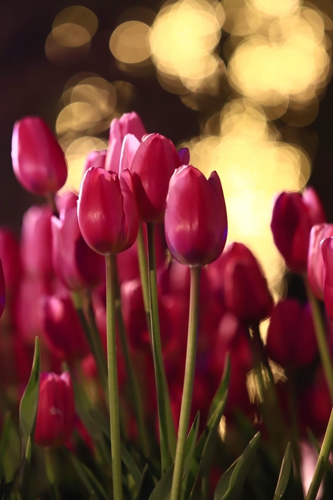 f:id:mhkj2:20190111214314j:plain f:id:mhkj2:20190111214314j:plain