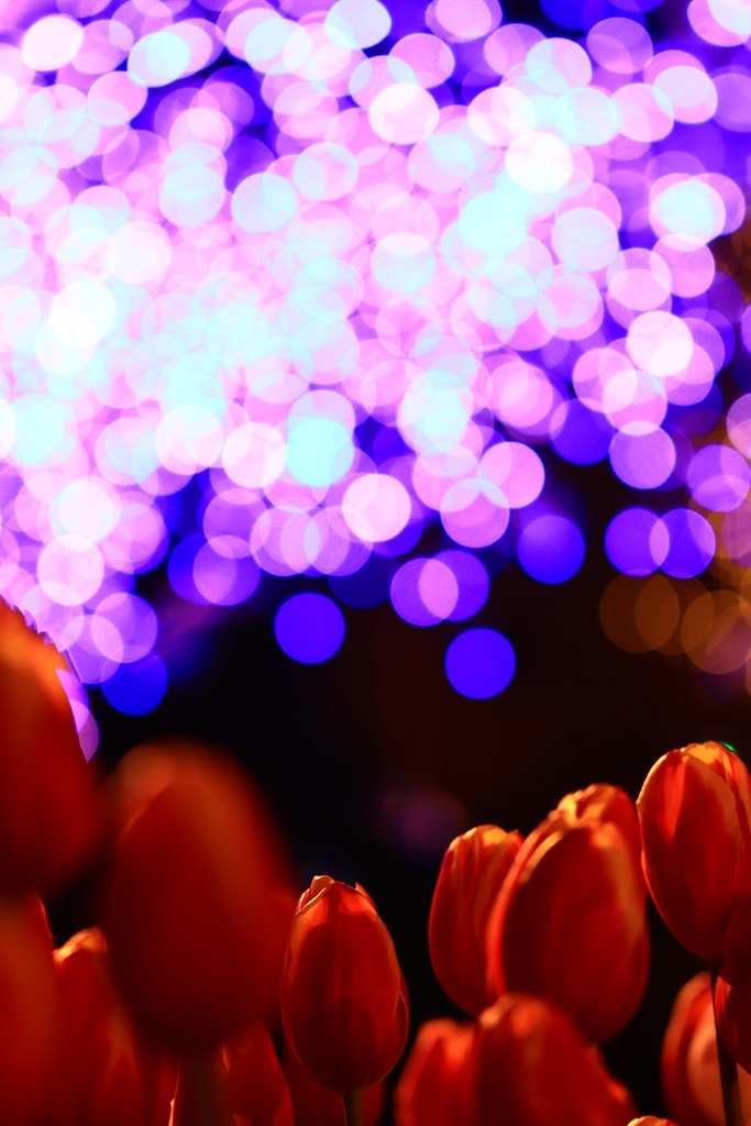 f:id:mhkj2:20190111214339j:plain f:id:mhkj2:20190111214339j:plain