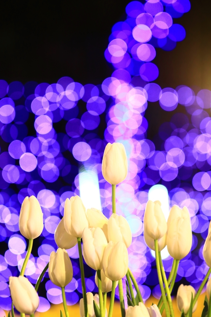 f:id:mhkj2:20190111214406j:plain f:id:mhkj2:20190111214406j:plain
