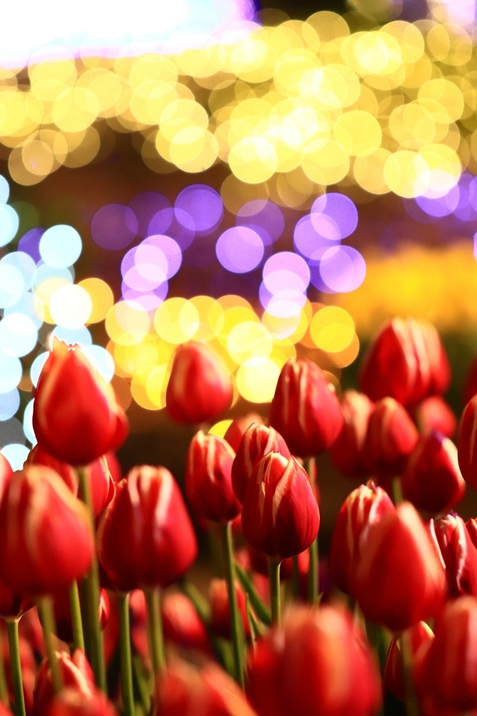 f:id:mhkj2:20190111214431j:plain f:id:mhkj2:20190111214431j:plain