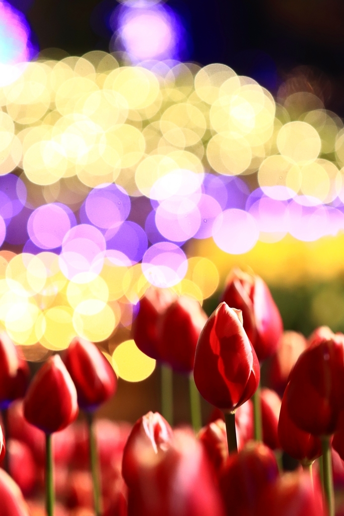 f:id:mhkj2:20190111214506j:plain f:id:mhkj2:20190111214506j:plain