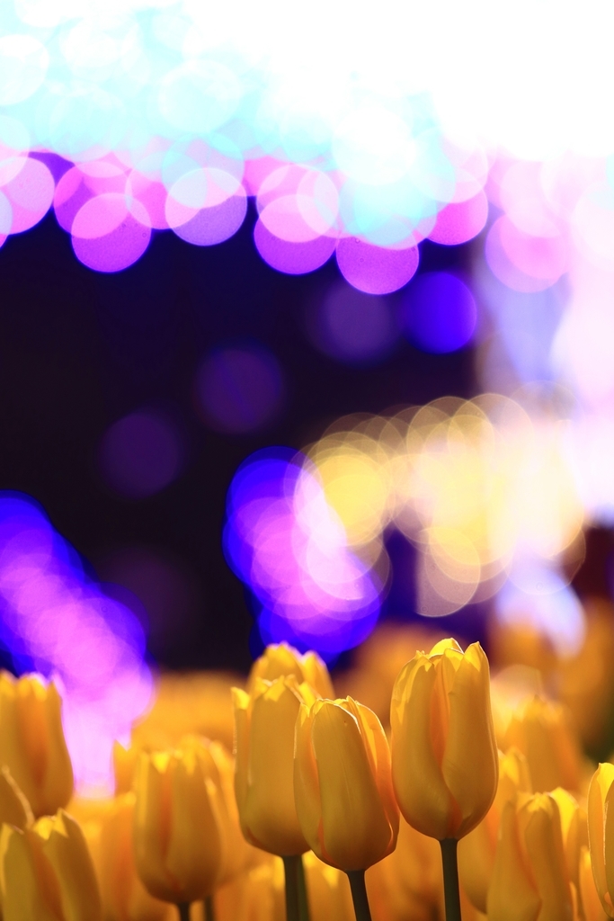 f:id:mhkj2:20190111214536j:plain f:id:mhkj2:20190111214536j:plain