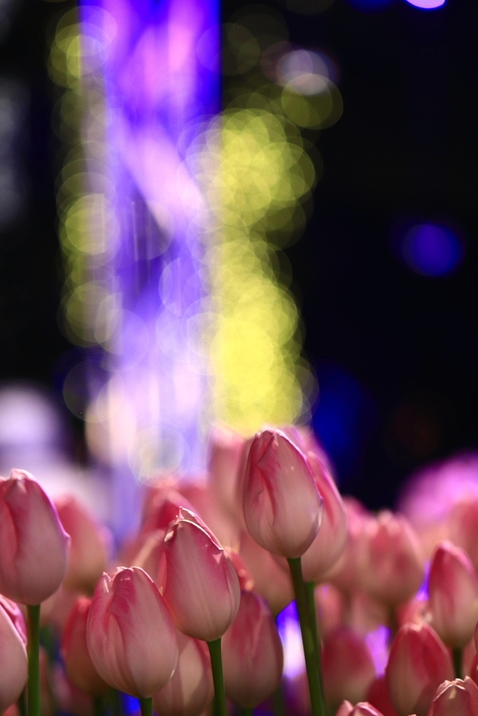 f:id:mhkj2:20190111214606j:plain f:id:mhkj2:20190111214606j:plain