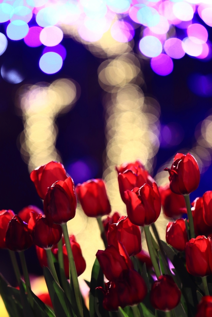 f:id:mhkj2:20190111214634j:plain f:id:mhkj2:20190111214634j:plain