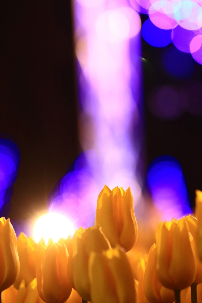 f:id:mhkj2:20190111215002j:plain f:id:mhkj2:20190111215002j:plain