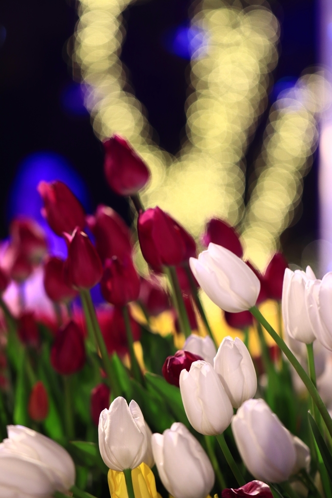 f:id:mhkj2:20190111215102j:plain f:id:mhkj2:20190111215102j:plain