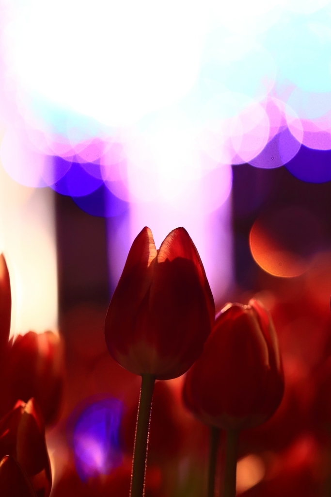 f:id:mhkj2:20190111215147j:plain f:id:mhkj2:20190111215147j:plain