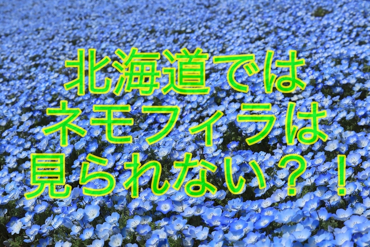 Gwはネモフィラがキてる 北海道で見られるのは美瑛町だけ えむず13 Diary