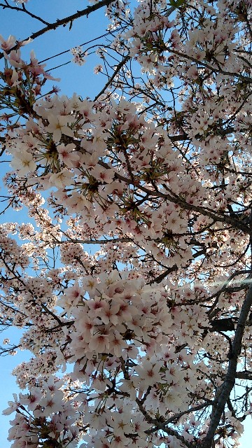 f:id:mhukuhukum:20210331161432j:image