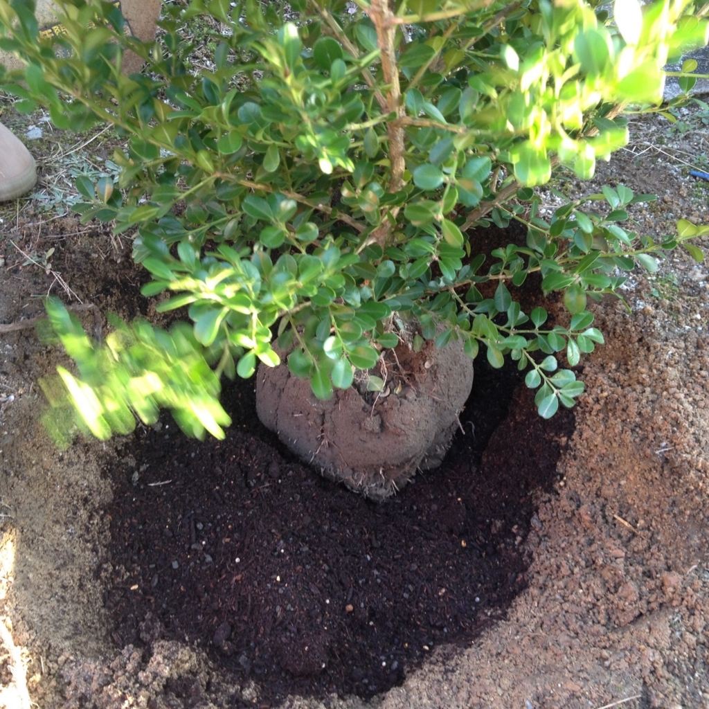 f:id:mi--yan:20180329063200j:plain