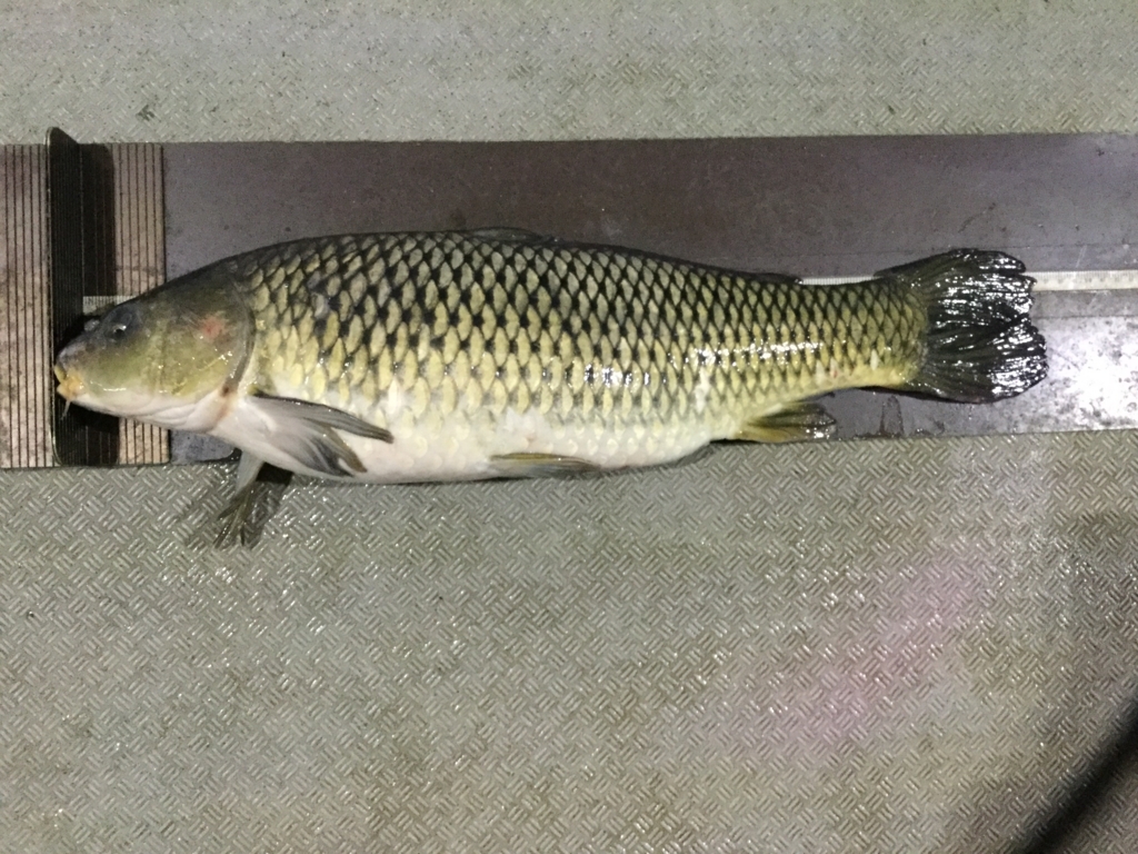 つりぼり本舗 岐阜県土岐市 行ってみた Mi Yanの釣りと色々日記