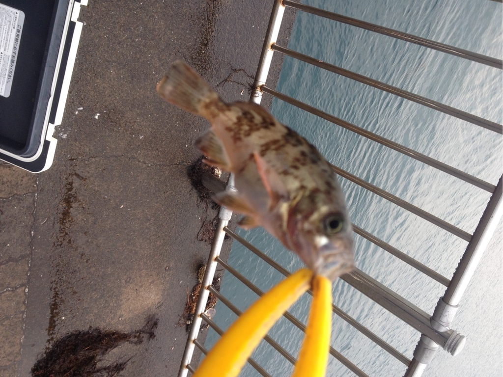 f:id:mi--yan:20181221212948j:plain f:id:mi--yan:20181221212948j:plain