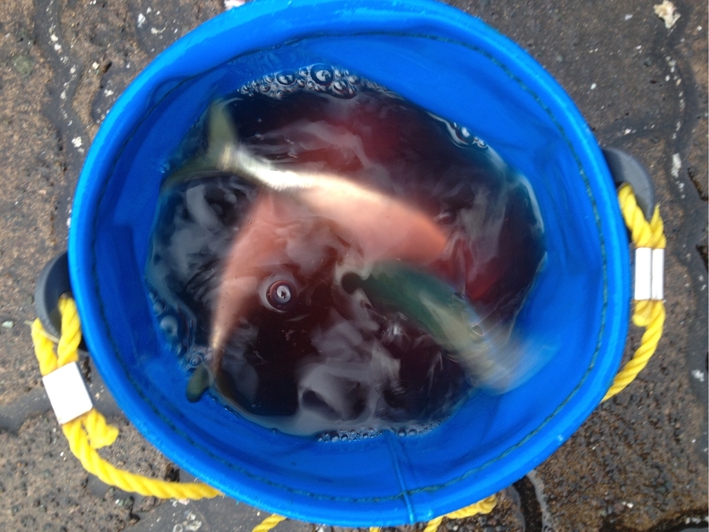 f:id:mi--yan:20181221212953j:plain f:id:mi--yan:20181221212953j:plain