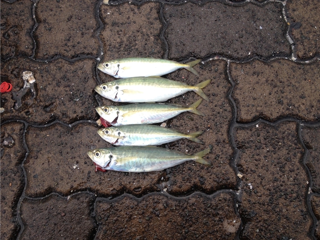 f:id:mi--yan:20181221213002j:plain f:id:mi--yan:20181221213002j:plain