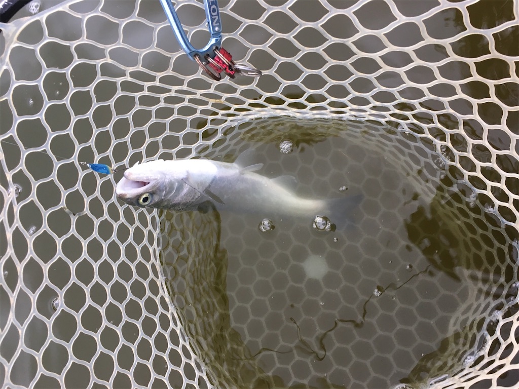 f:id:mi--yan:20190118150547j:image