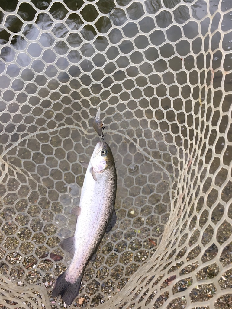 f:id:mi--yan:20190118150559j:image