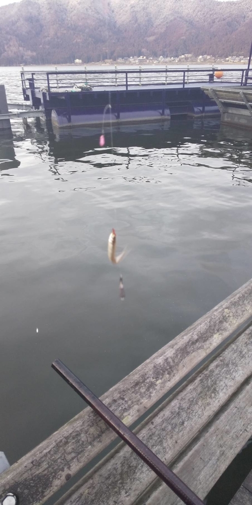 f:id:mi--yan:20190216141646j:plain f:id:mi--yan:20190216141646j:plain