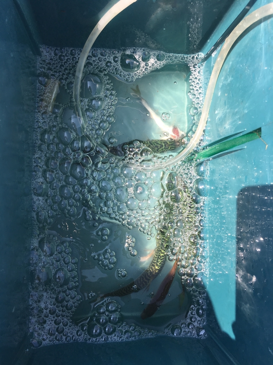 f:id:mi--yan:20190613144307j:plain