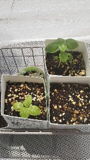 ベランダ菜園 害虫対策 みぃさんち