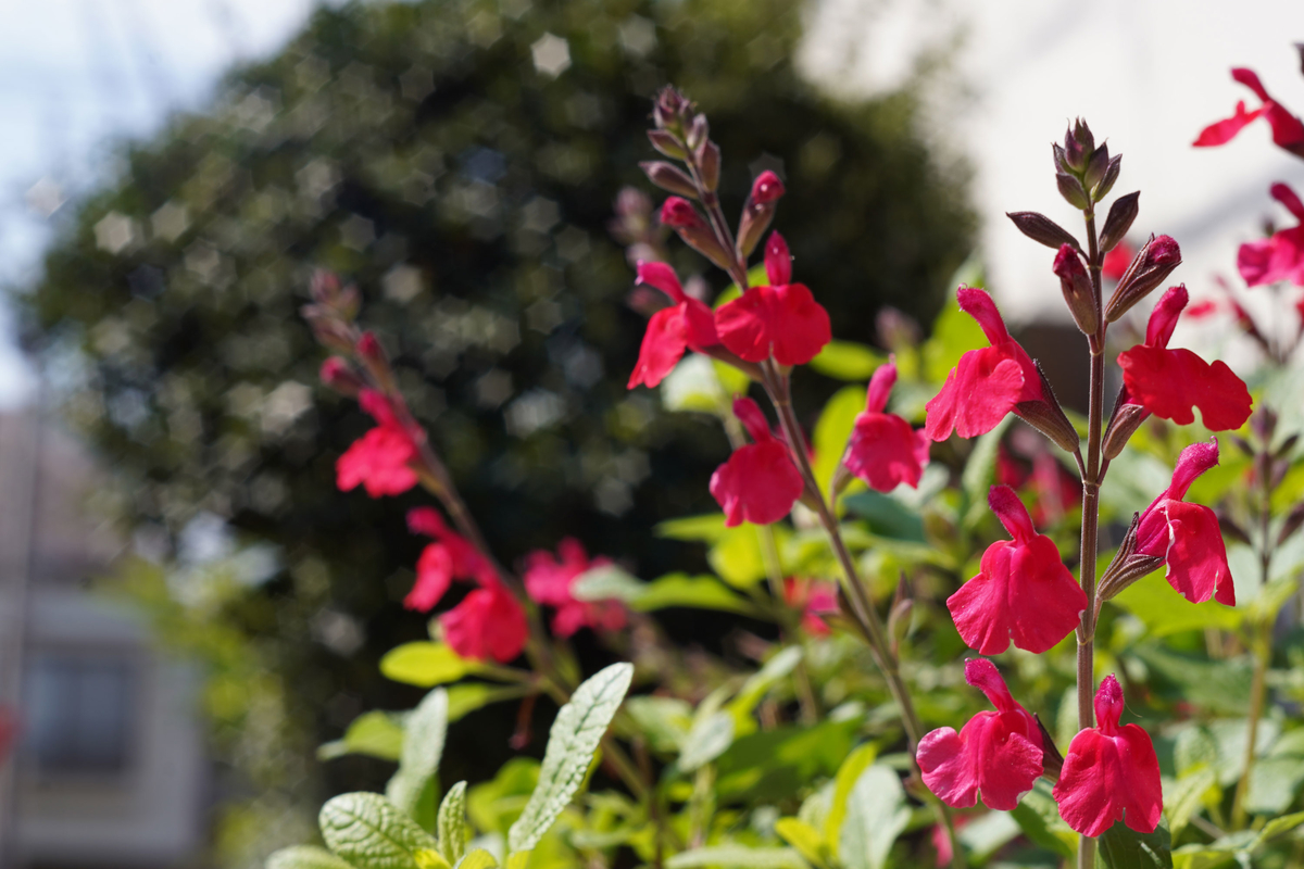 ☆オールドレンズ☆Industar-61 L/Z 50mm F2.8 - mi-na_camera's blog