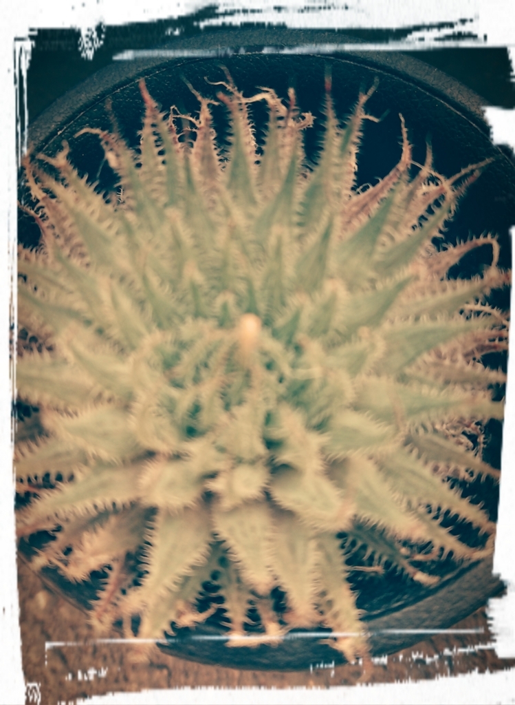f:id:mi05:20180614112809j:plain
