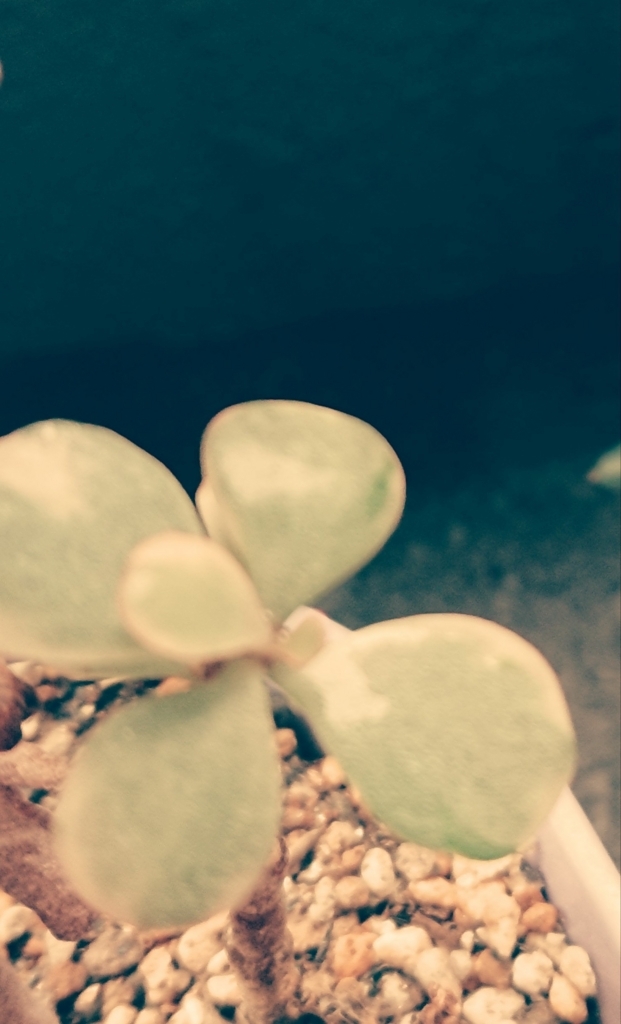 f:id:mi05:20180617093429j:plain