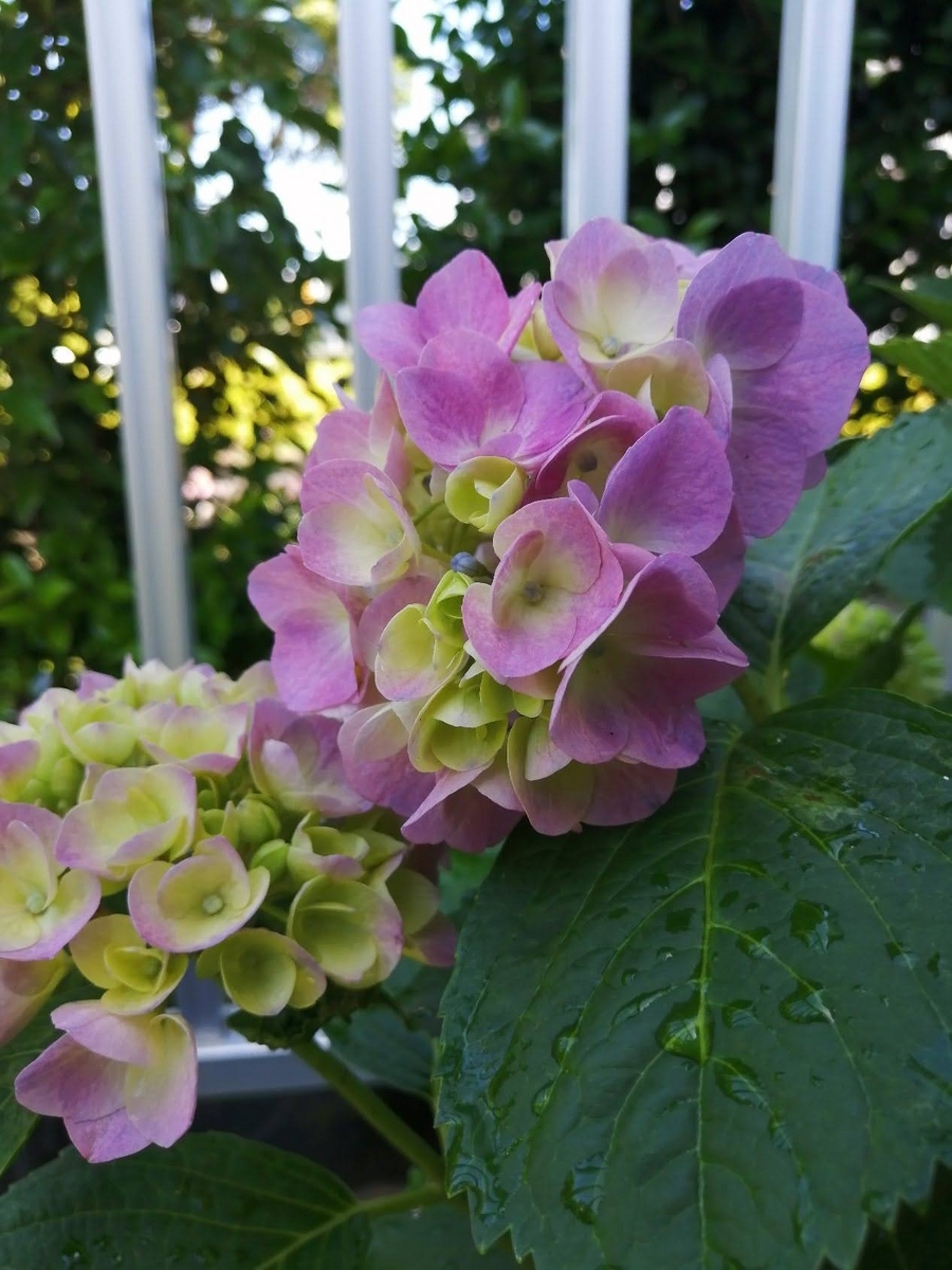 色づき始めた紫陽花