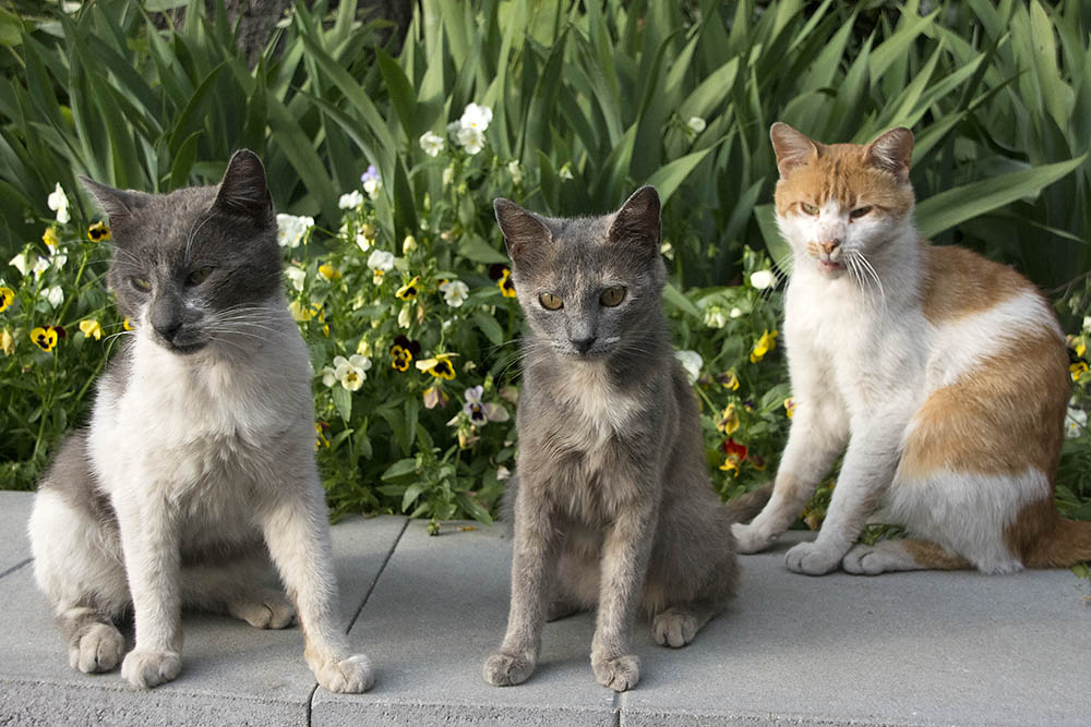 f:id:mi28:20150524191937j:plain:w500 f:id:mi28:20150524191937j:plain:w500