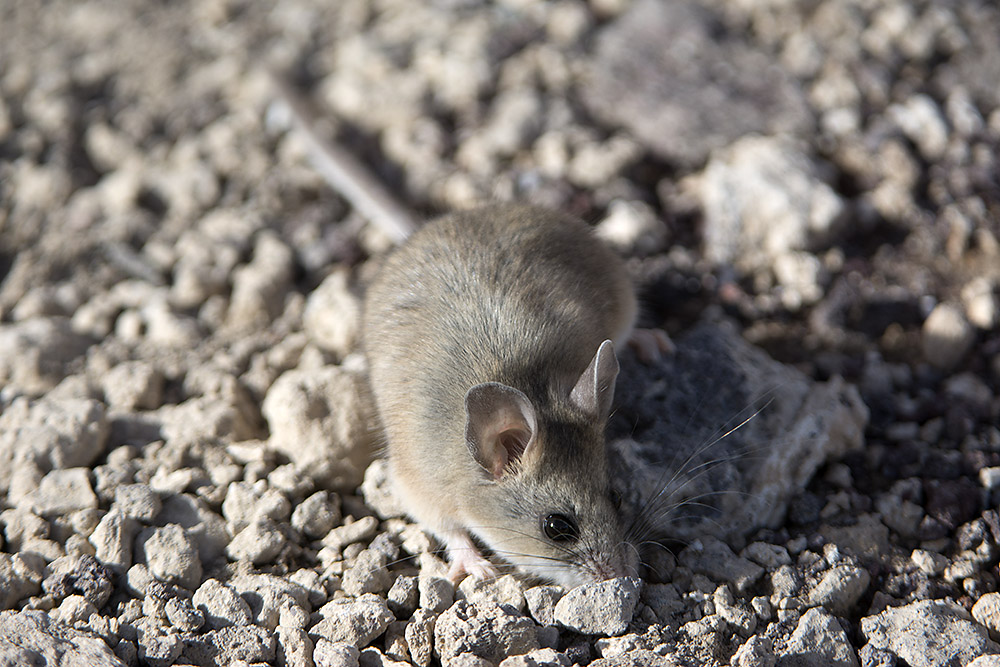 f:id:mi28:20151203125838j:plain:w500