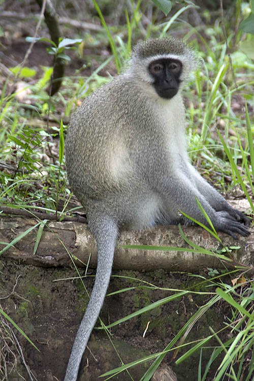 f:id:mi28:20160228160709j:plain:w300