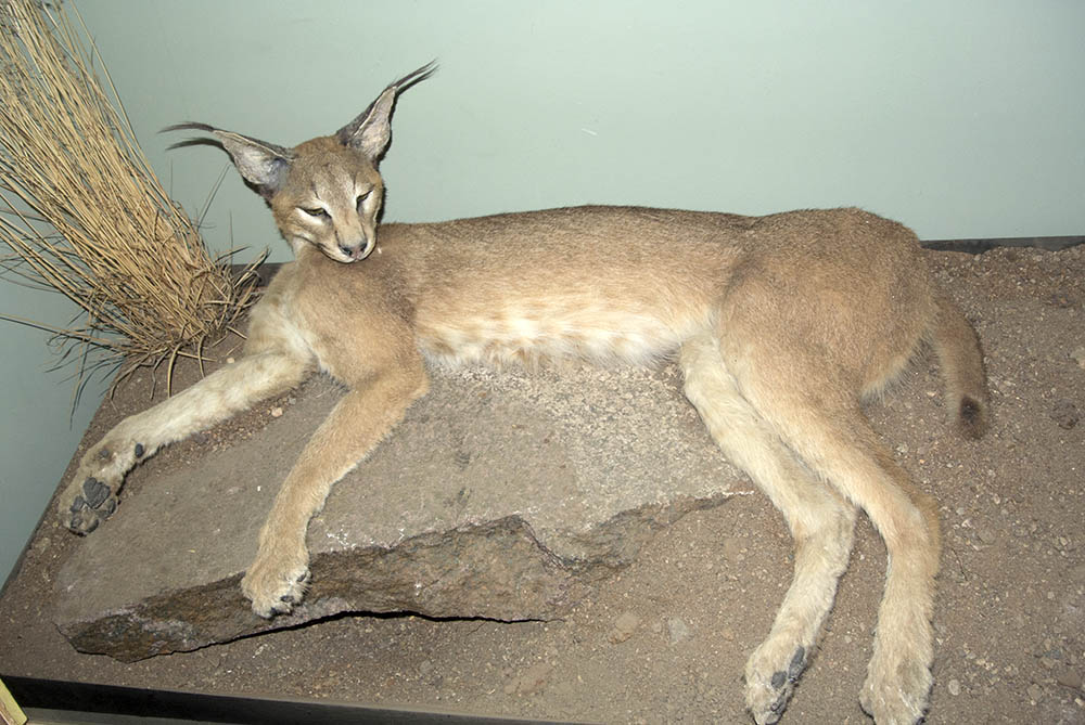 f:id:mi28:20160302212409j:plain:w500