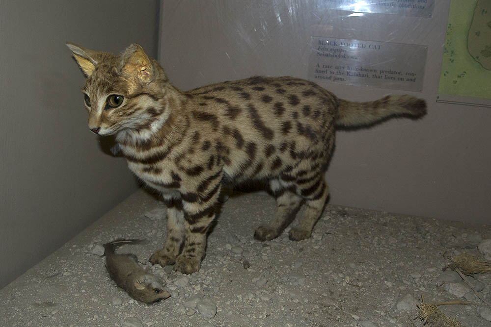 f:id:mi28:20160302212537j:plain:w500