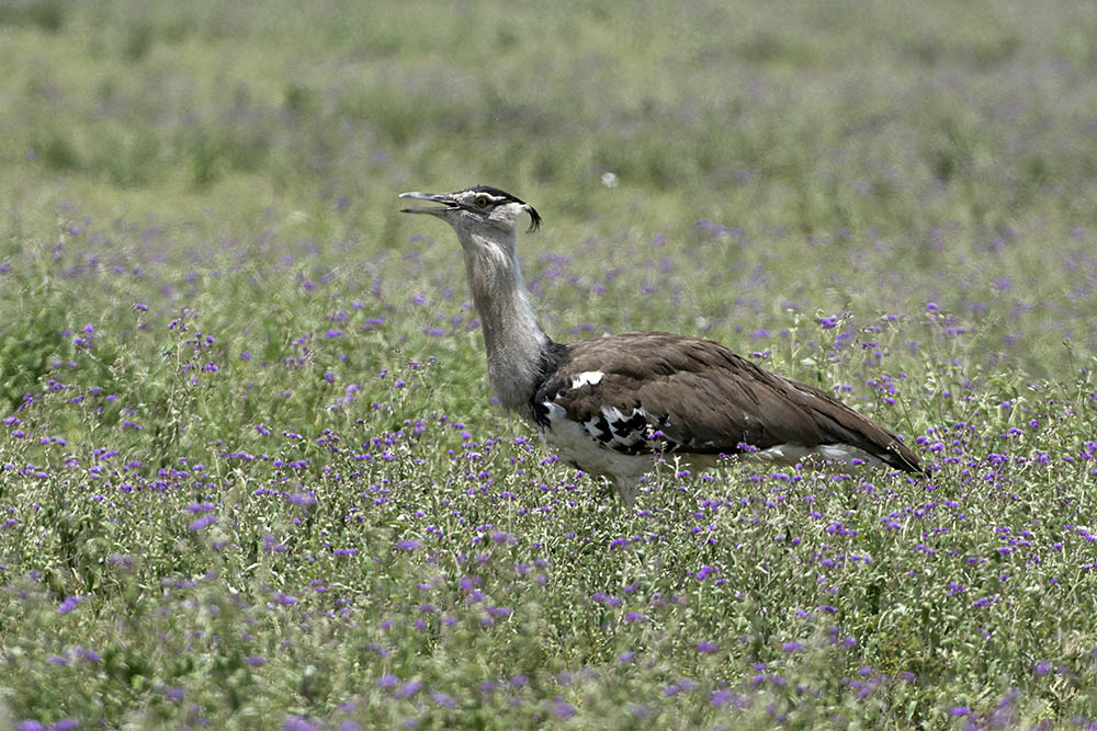 f:id:mi28:20160330122621j:plain:w500