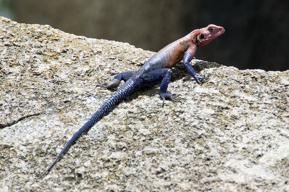 f:id:mi28:20160402114752j:plain:w500