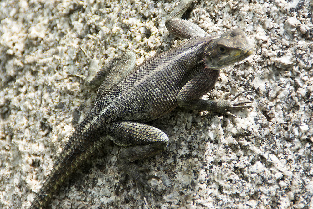 f:id:mi28:20160402115415j:plain:w500