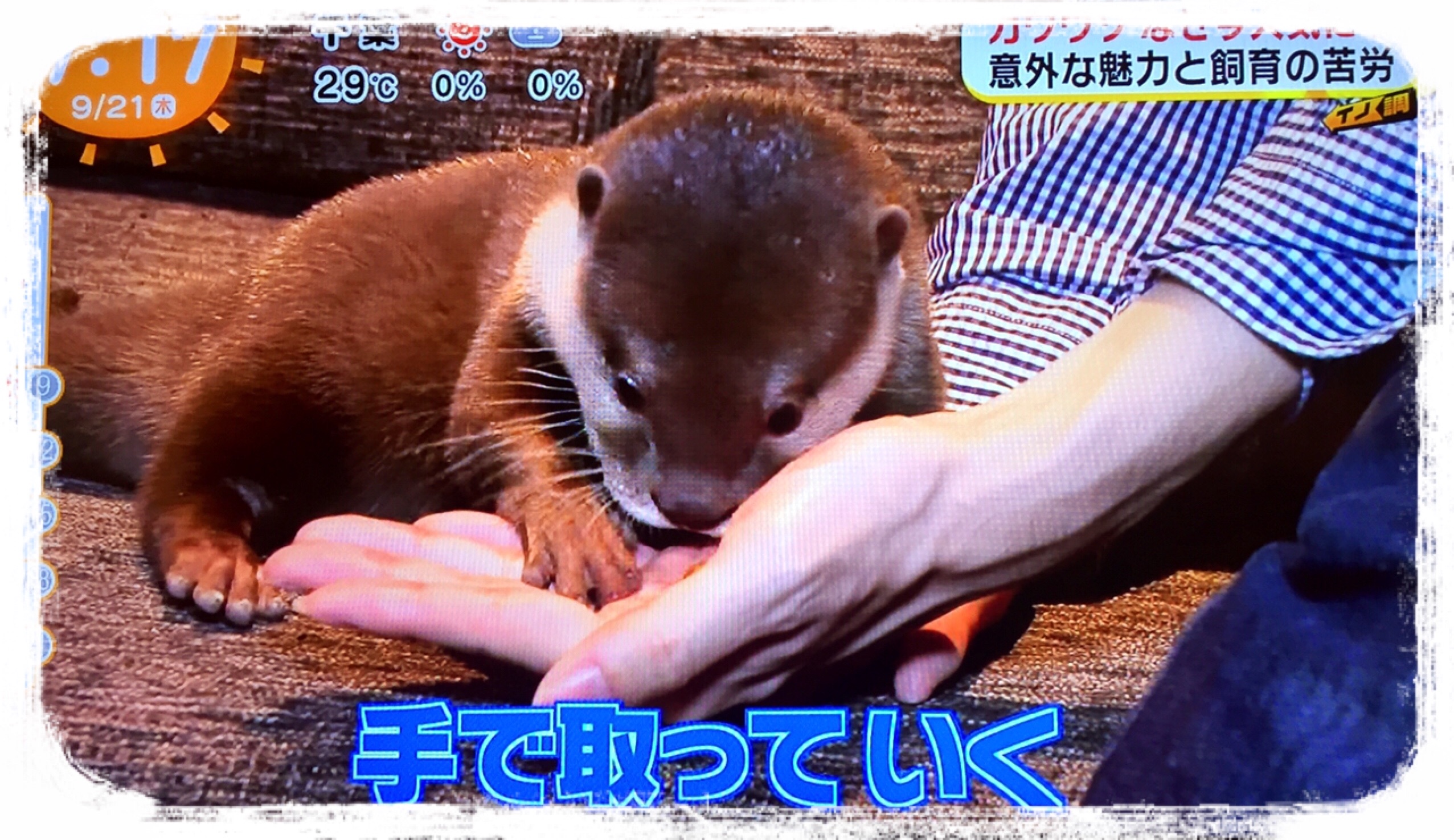 f:id:mi9mo:20181004141432j:image f:id:mi9mo:20181004141432j:image