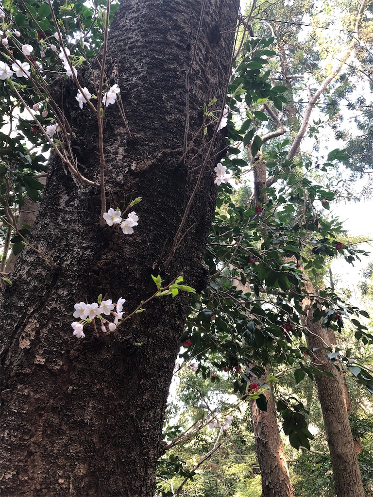 f:id:miD0:20190408214349j:image