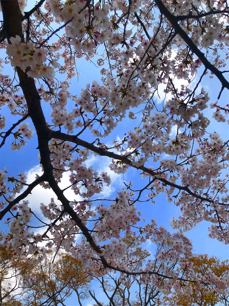 f:id:miD0:20190409195154j:image