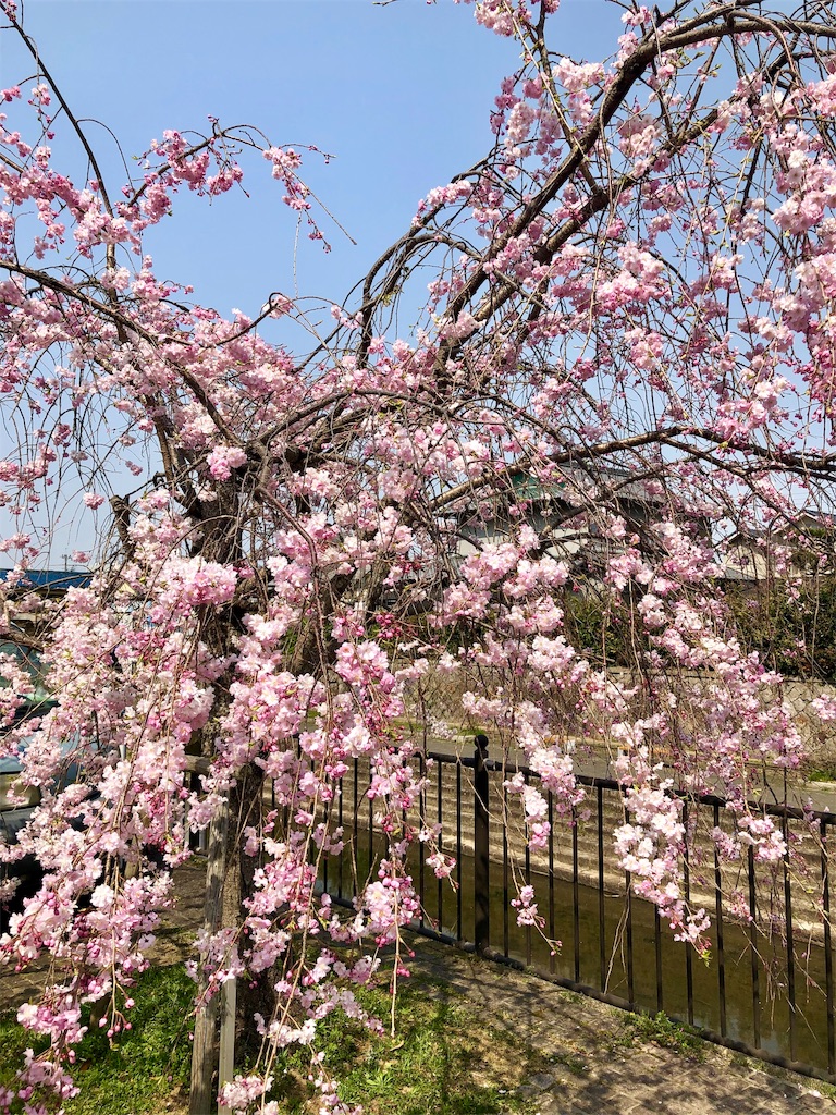 f:id:miD0:20190409200935j:image