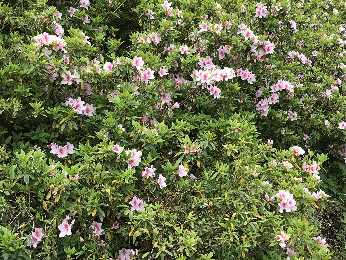 f:id:mi_monsto_baka:20190506144728j:plain f:id:mi_monsto_baka:20190506144728j:plain