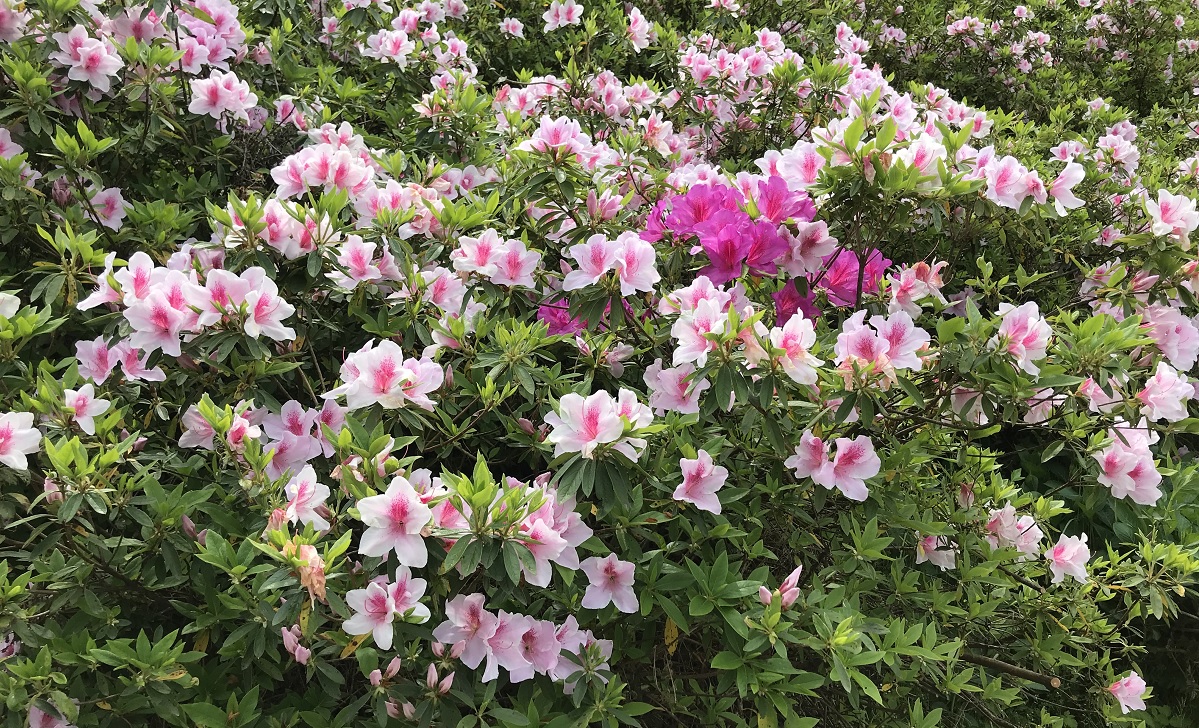 f:id:mi_monsto_baka:20190506144736j:plain f:id:mi_monsto_baka:20190506144736j:plain