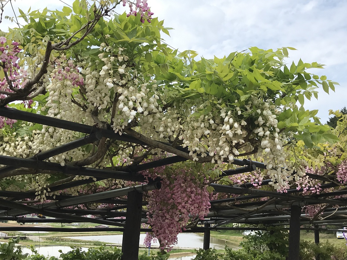 f:id:mi_monsto_baka:20190506145321j:plain f:id:mi_monsto_baka:20190506145321j:plain