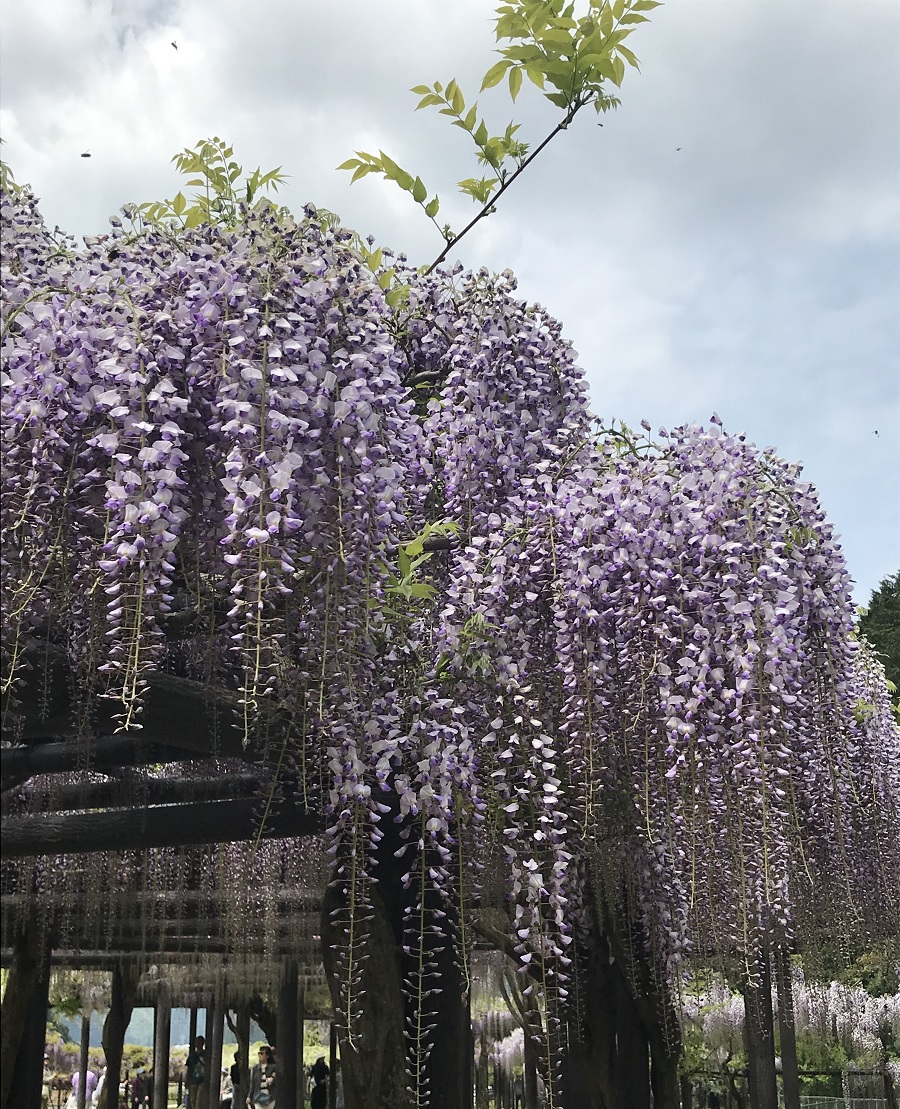 f:id:mi_monsto_baka:20190506145345j:plain f:id:mi_monsto_baka:20190506145345j:plain