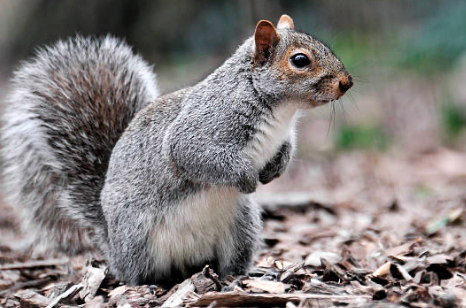 f:id:mi_ro:20211123023939p:plain